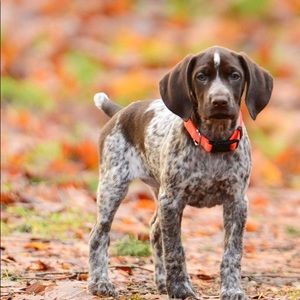 Meet your Posher, Will